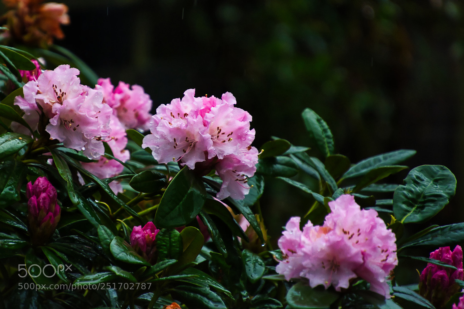 Nikon D7100 sample photo. Boom... color in the photography
