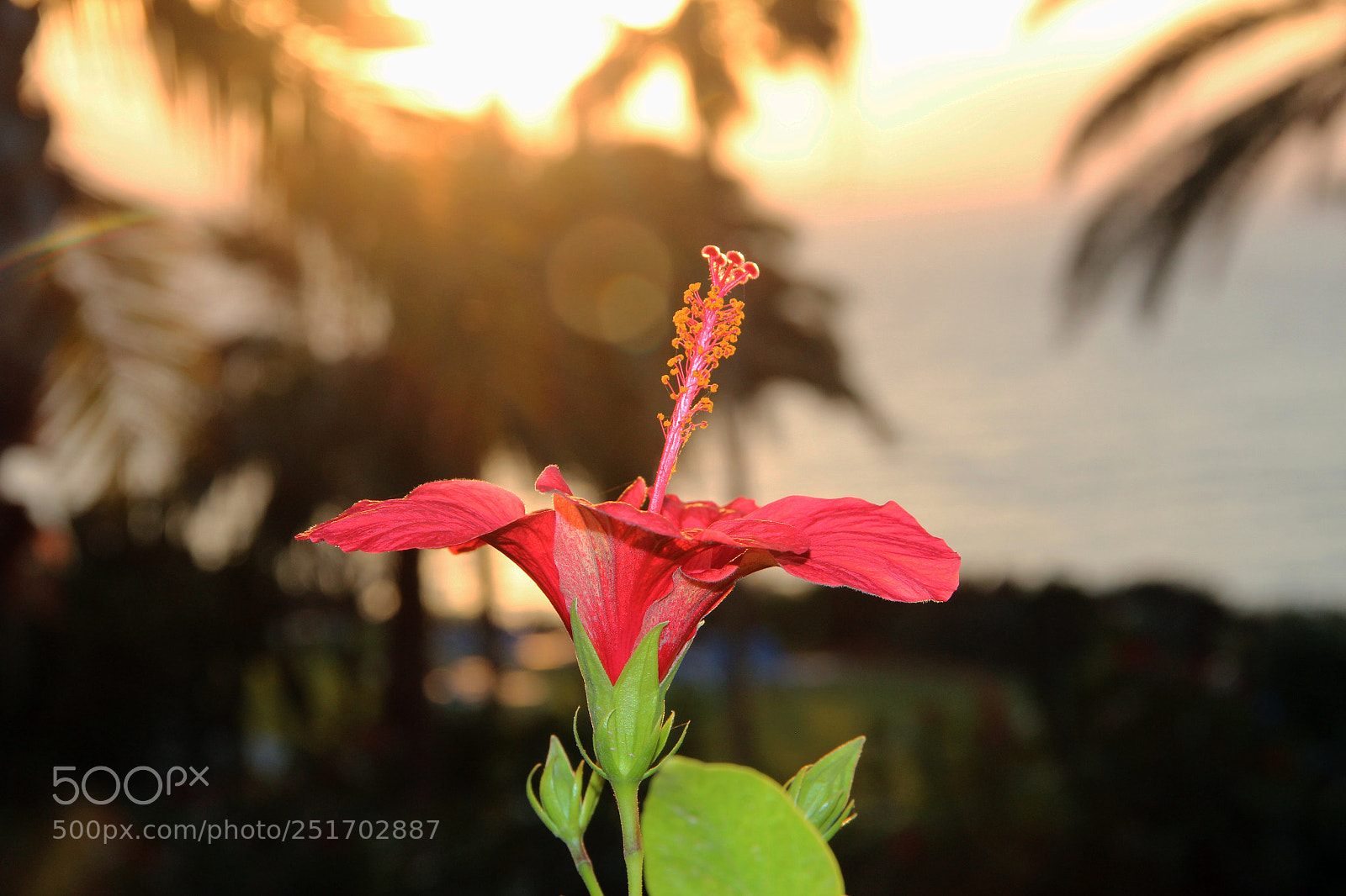 Canon EOS 600D (Rebel EOS T3i / EOS Kiss X5) sample photo. Hibiskus photography