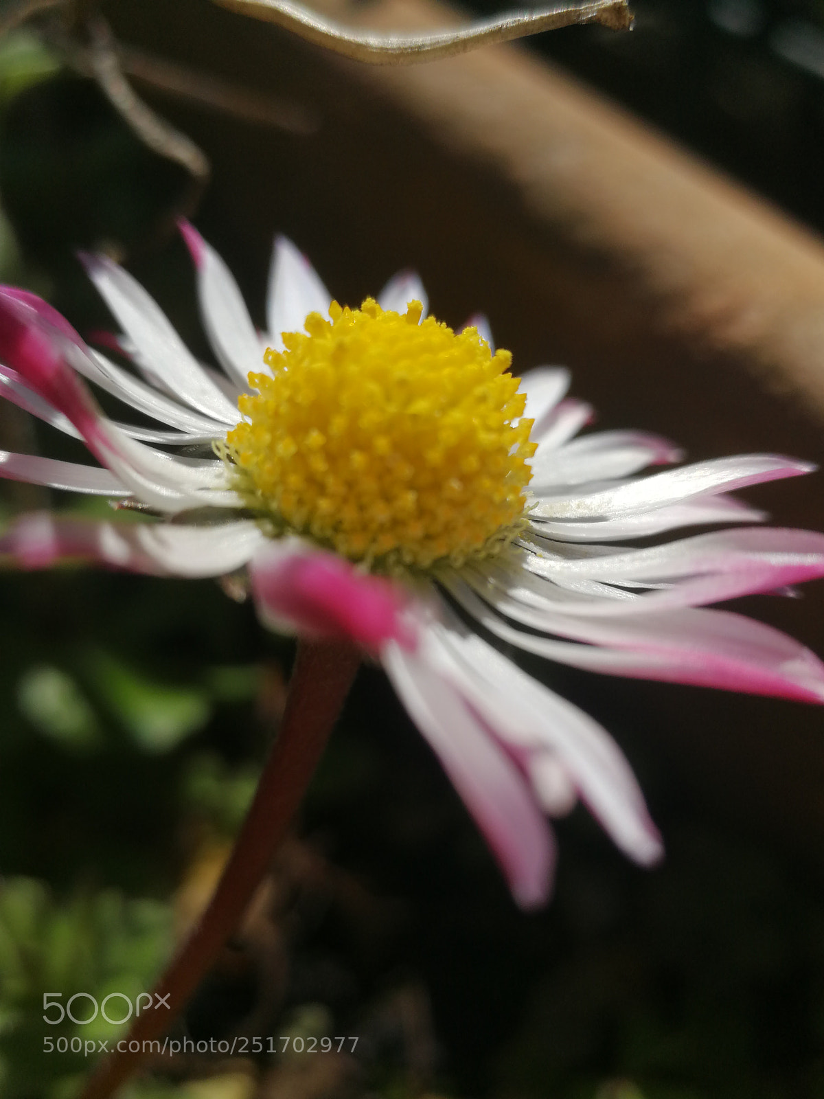 HUAWEI P10 sample photo. Untitled photography
