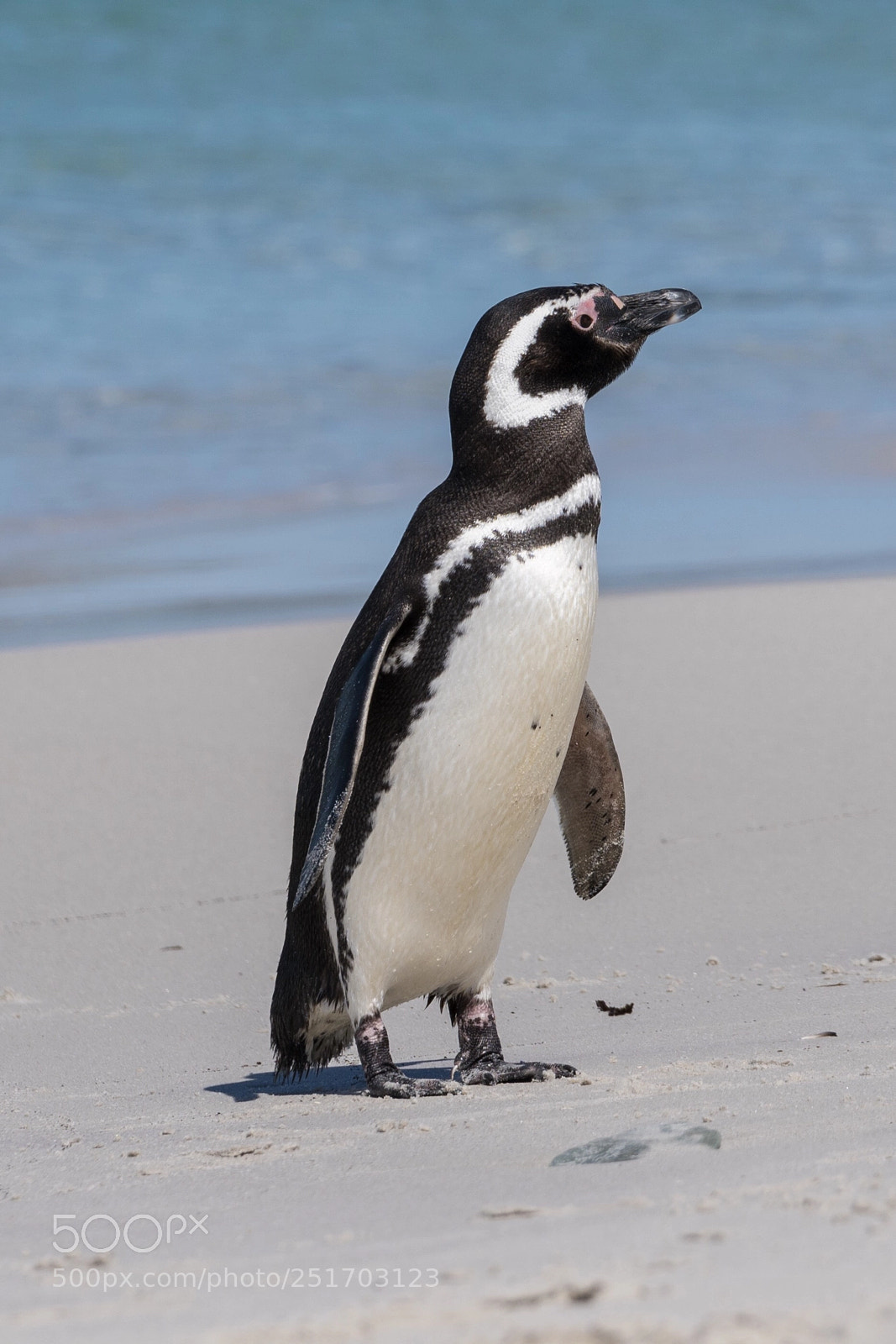 Sony a7R II sample photo. Carcass island, falkland islands photography