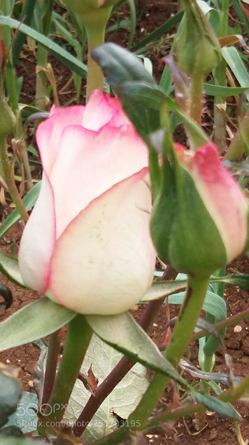 Samsung Galaxy A5 sample photo. Rose photography