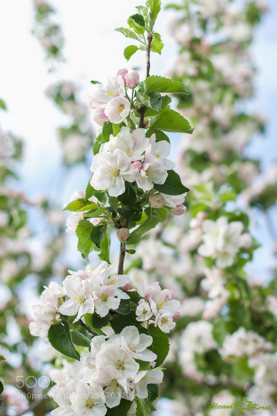 Nikon D7200 sample photo. Prunus photography