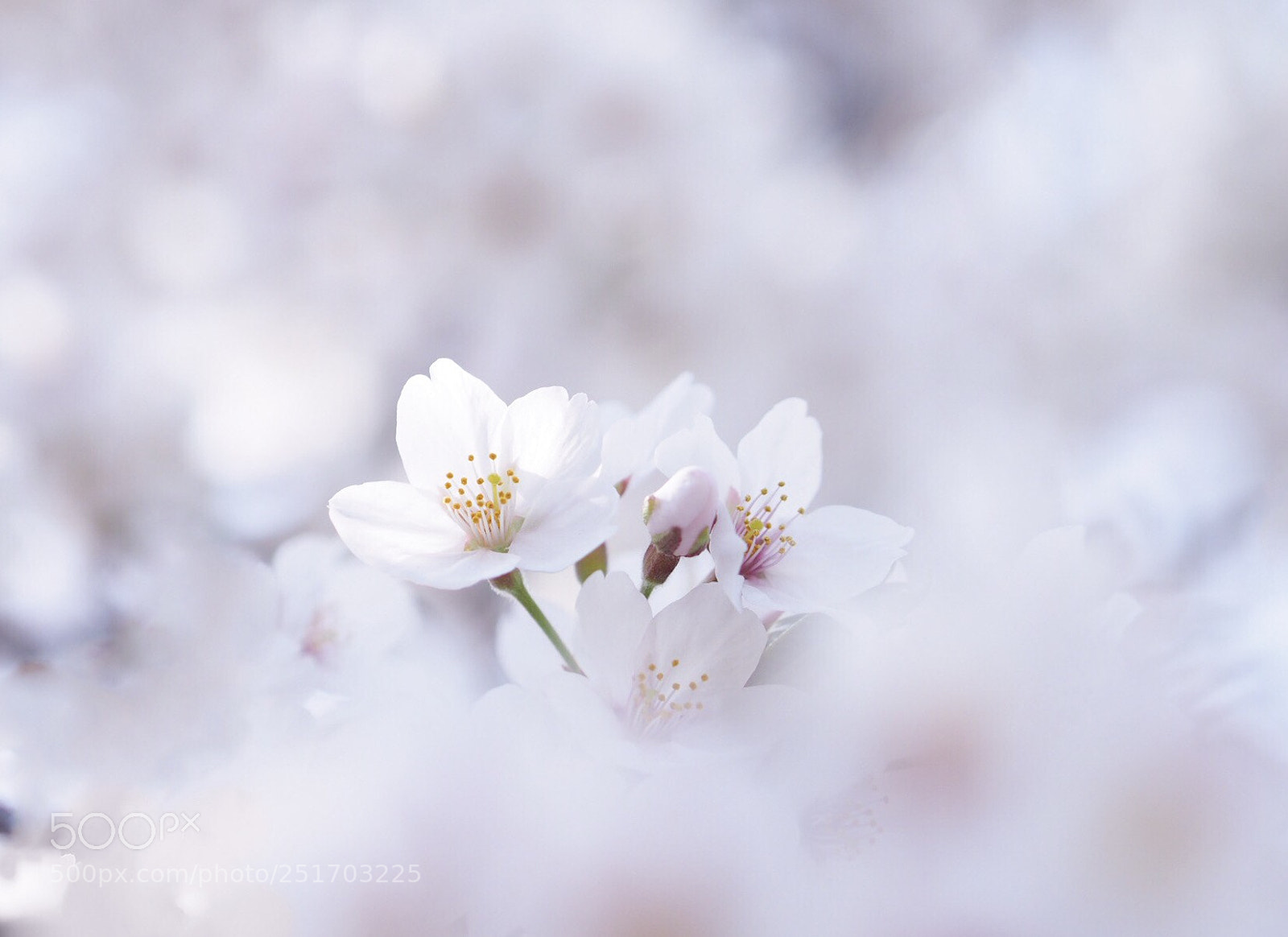 Olympus OM-D E-M1 Mark II sample photo. Spring messenger photography