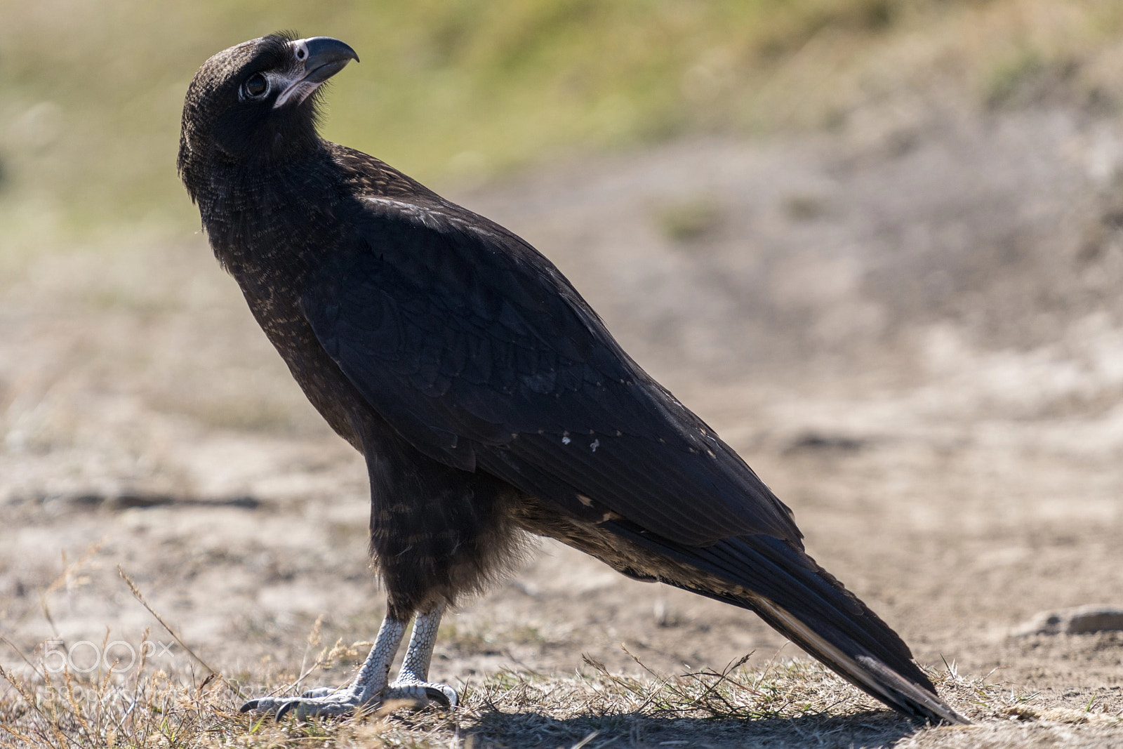 Sony a7R II sample photo. Carcass island, falkland islands photography