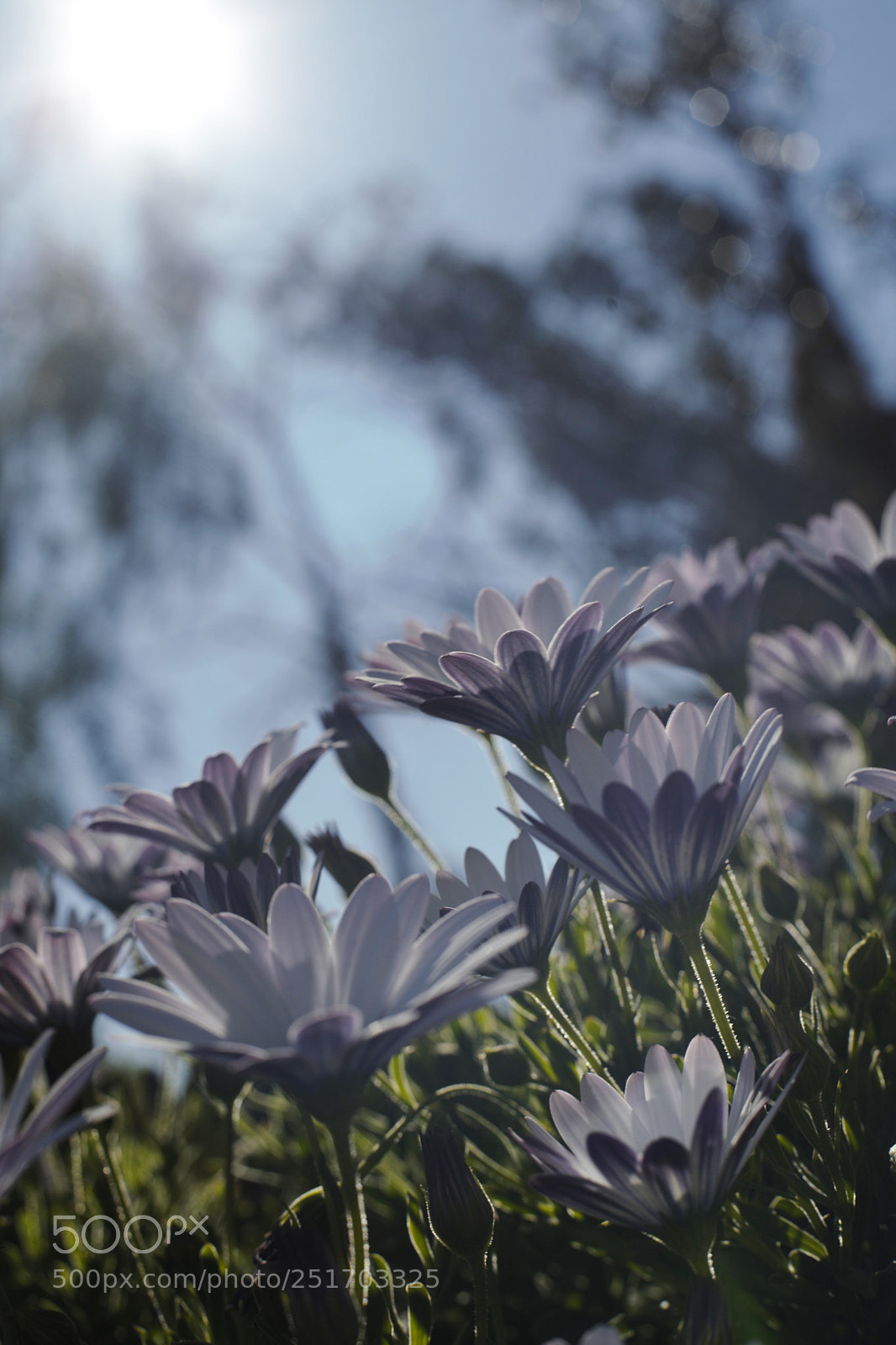 Canon EOS 5D Mark II sample photo. Untitled photography