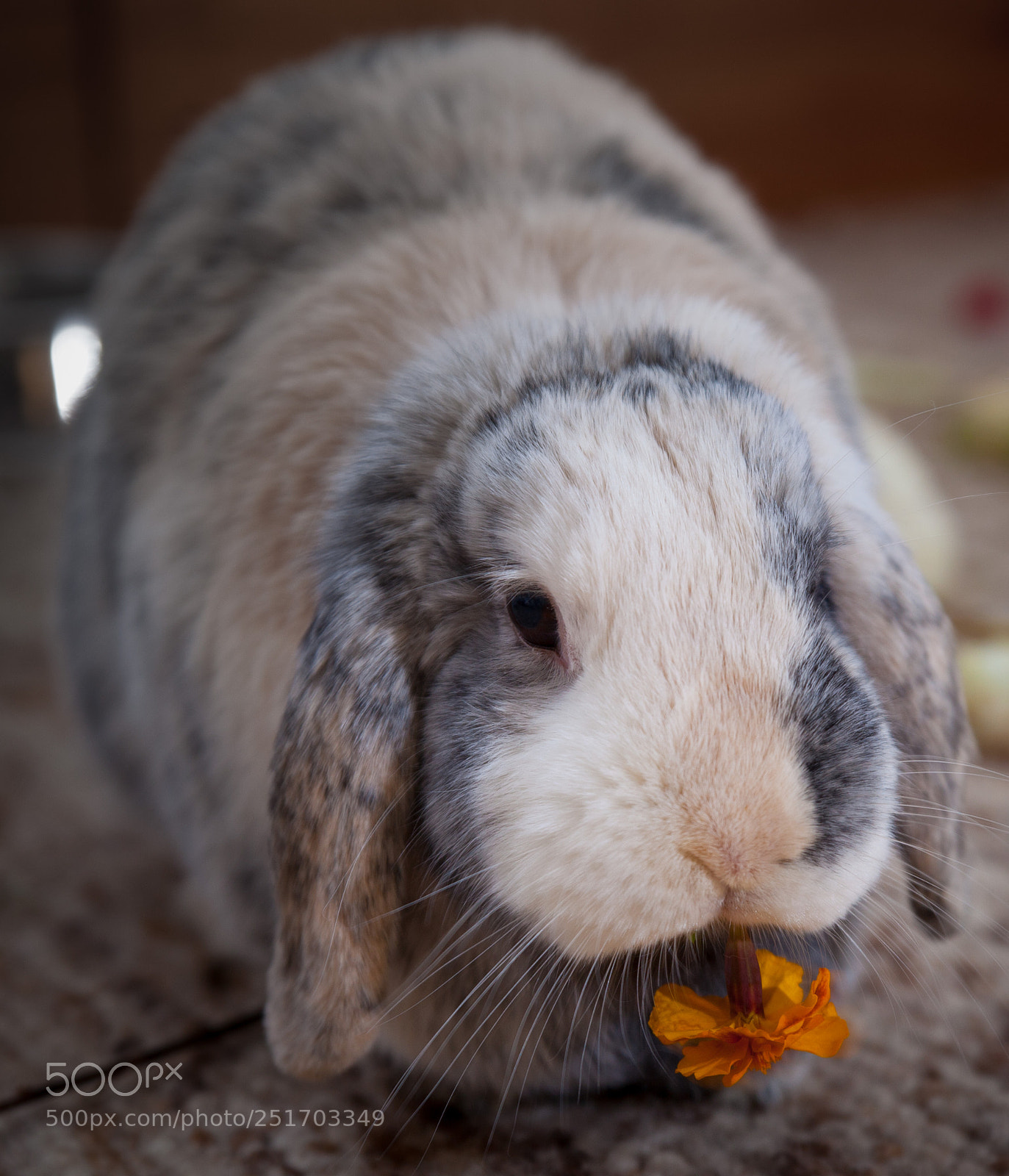 Canon EOS 5D Mark II sample photo. Easterbunny ii photography