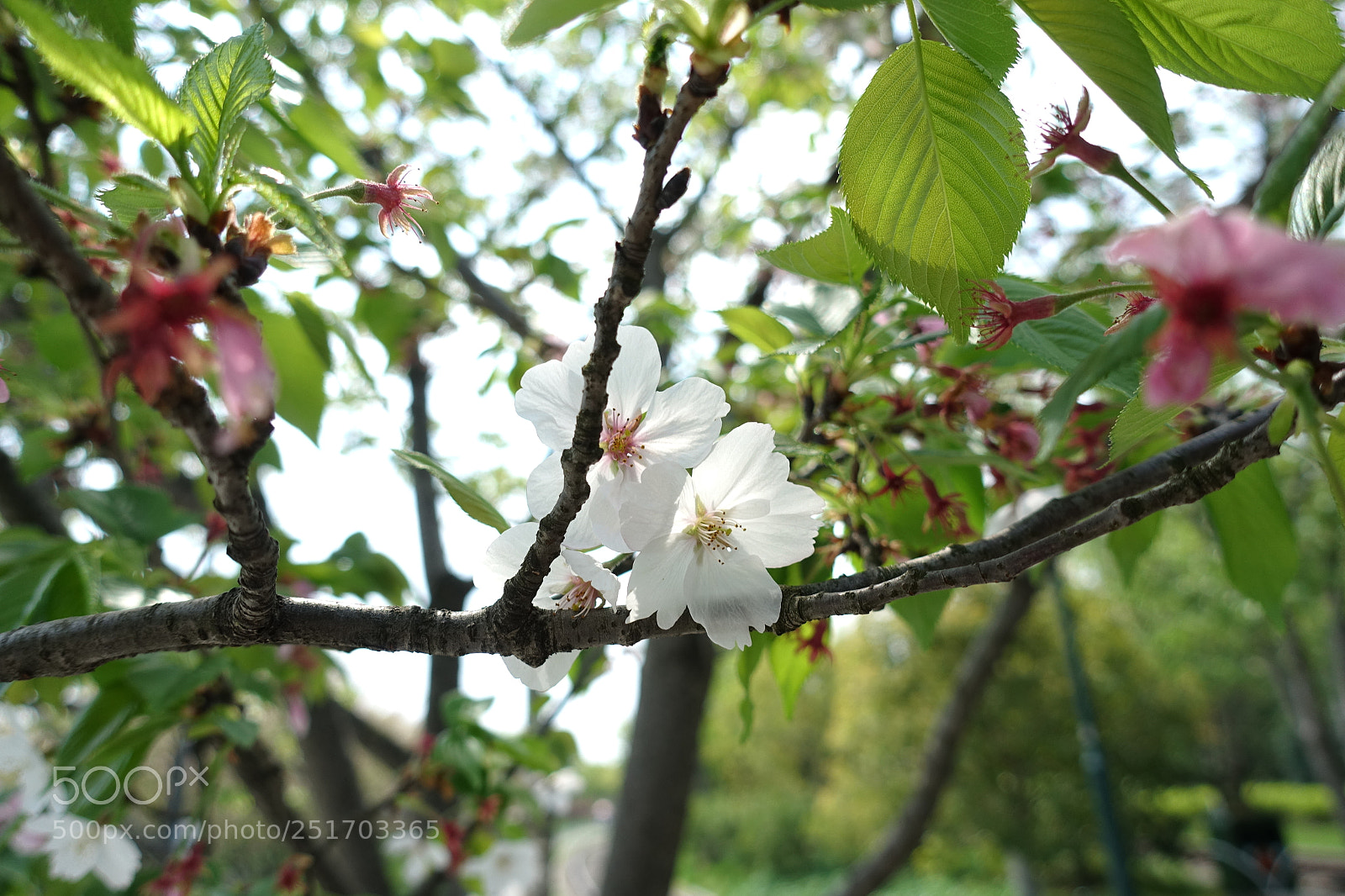 Sony Cyber-shot DSC-RX100 III sample photo. Flower3 photography