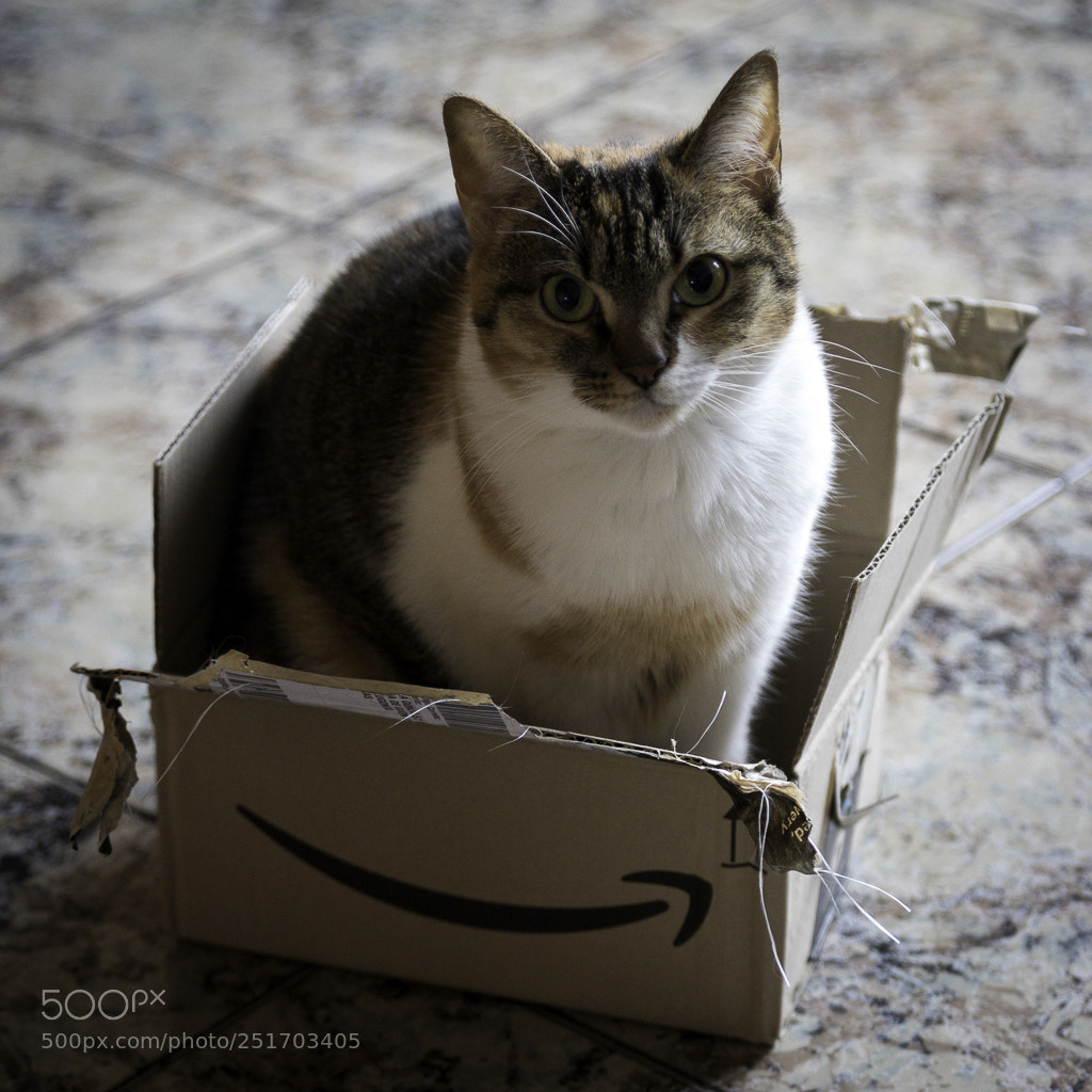 Canon EOS 80D sample photo. Schr dingers katze ist photography
