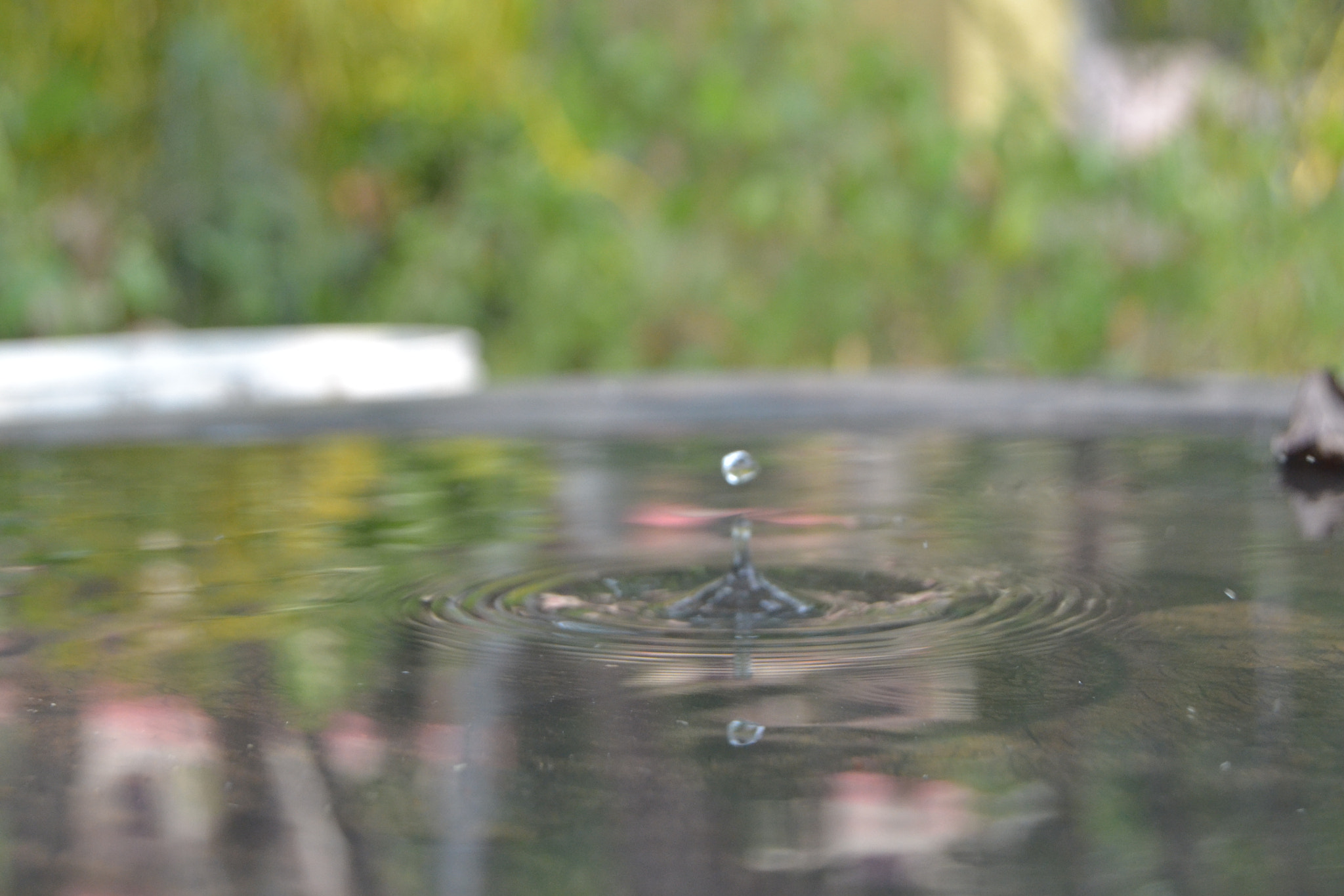 Nikon D3100 sample photo