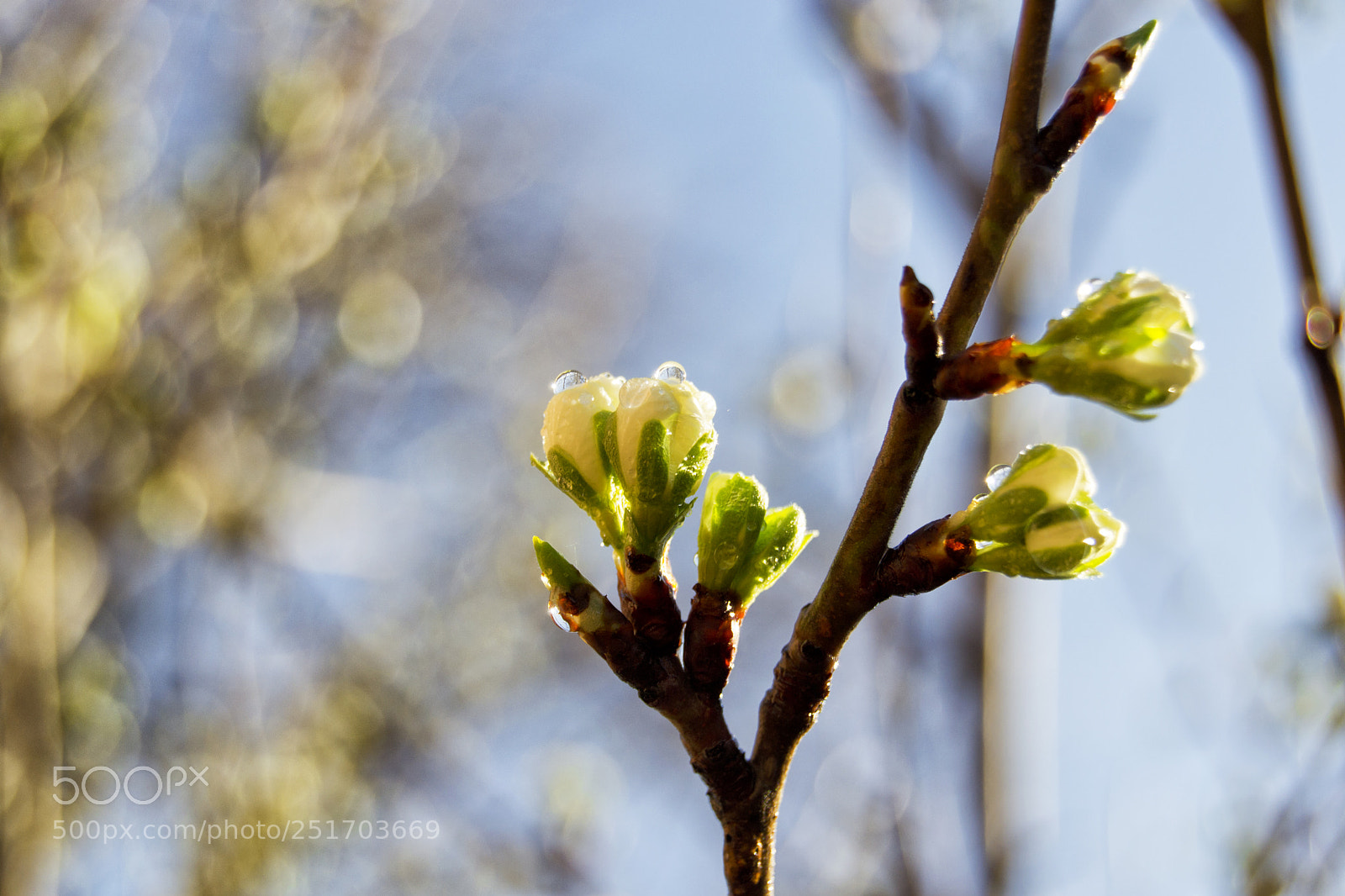 Nikon D3100 sample photo. Soft focus of greengages photography