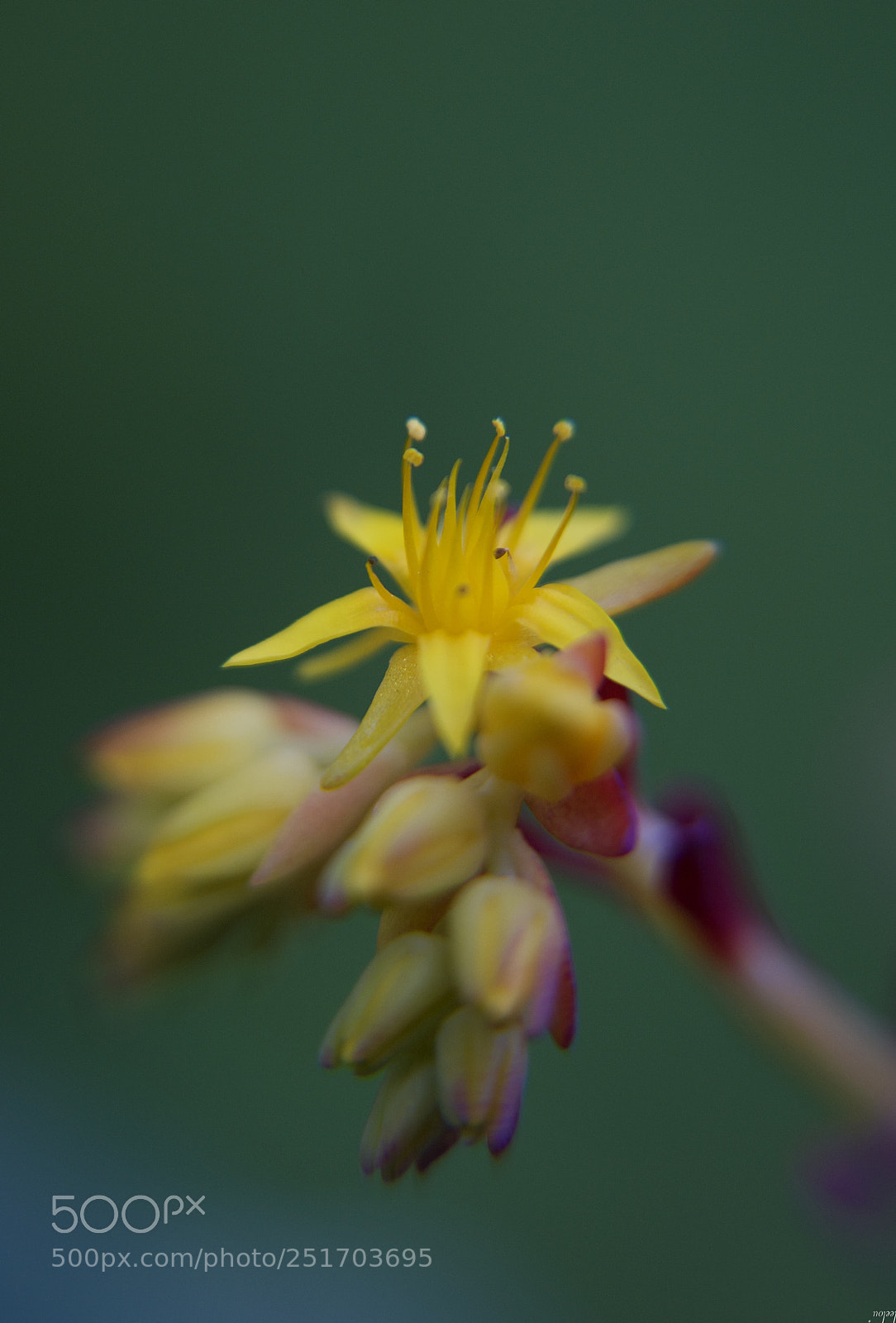 Nikon D3100 sample photo. ***yellow flower✨*** photography