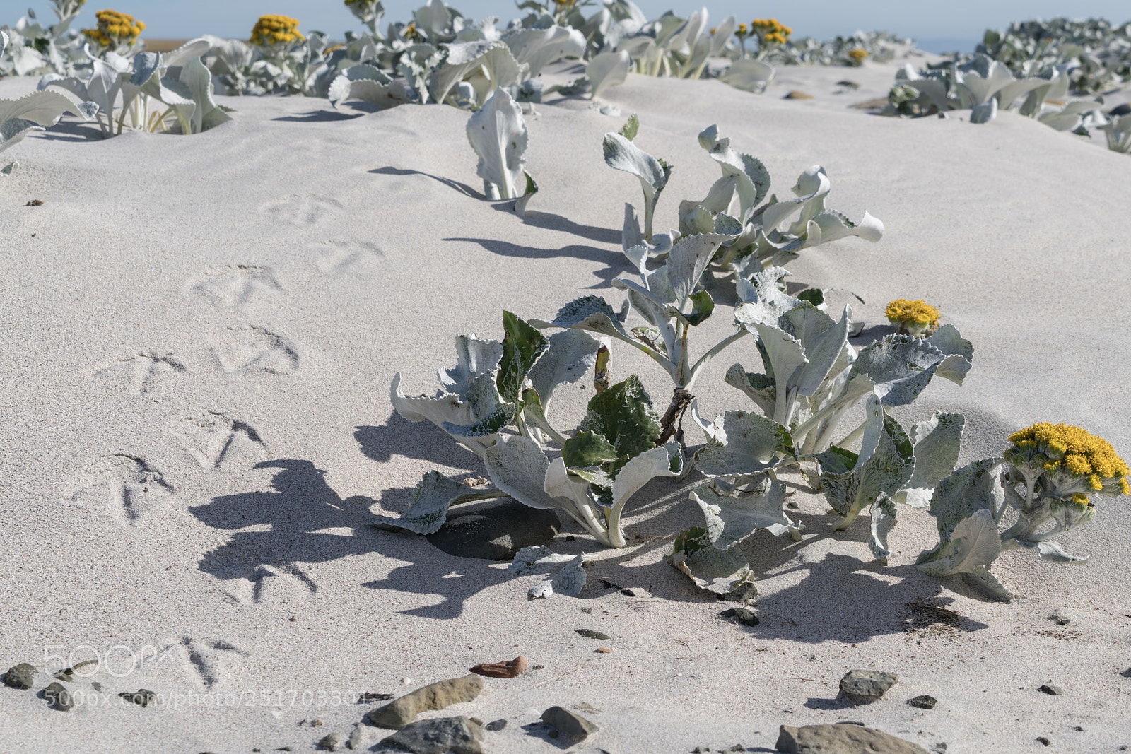 Sony a7R II sample photo. Bleaker island, falkland islands photography