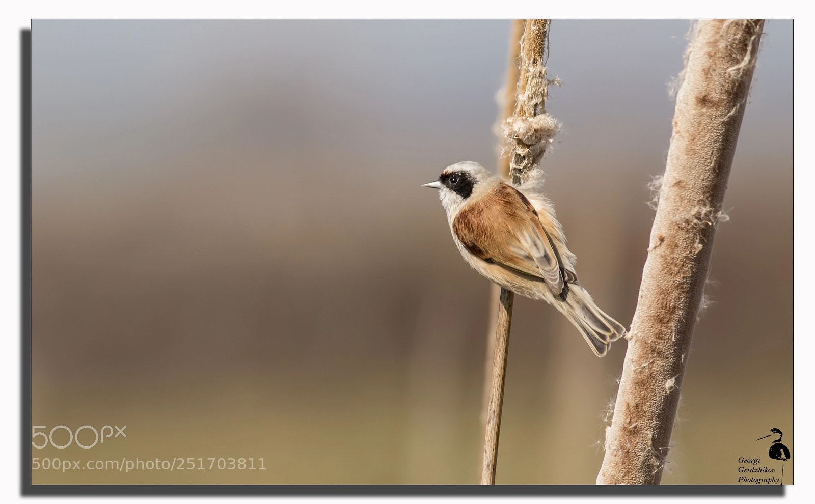 Canon EOS 70D sample photo. Penduline tit photography