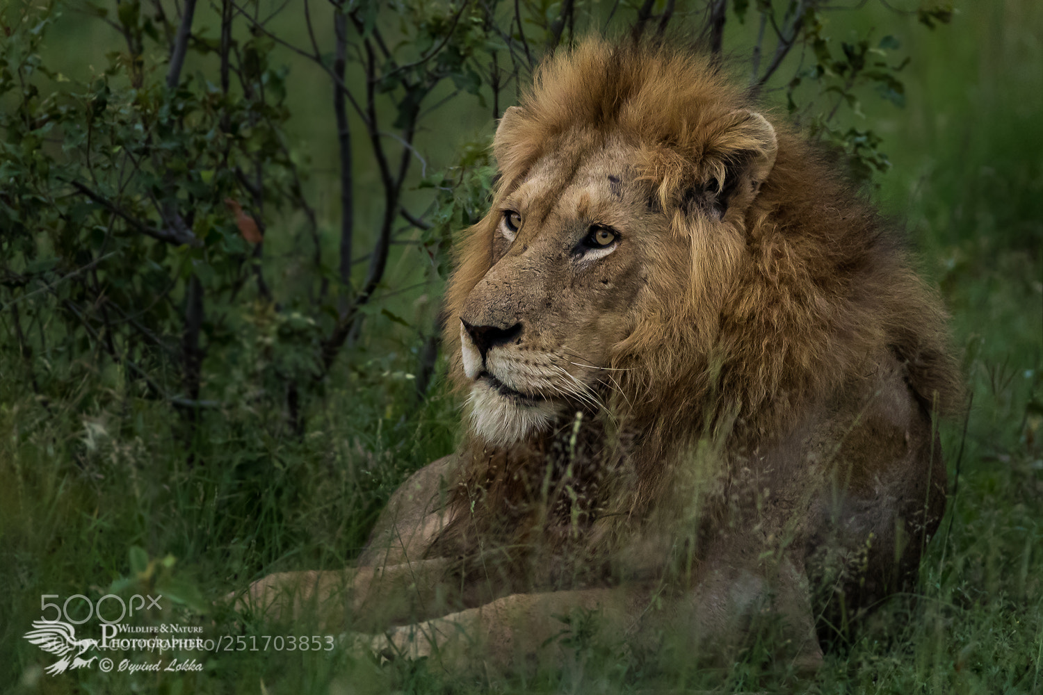 Canon EOS-1D X Mark II sample photo. The king of south photography