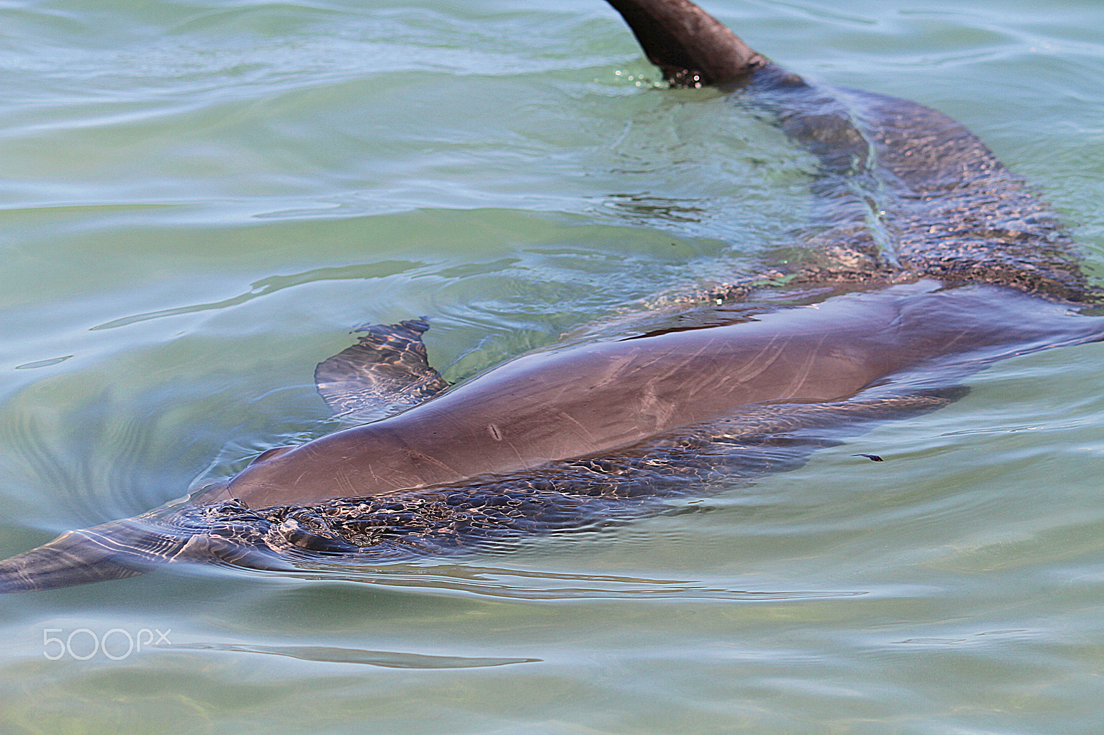 Canon EF-S 55-250mm F4-5.6 IS sample photo. Monkey mia dolphin photography