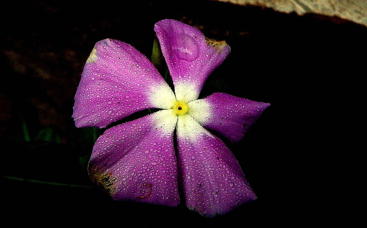 Fujifilm FinePix SL1000 sample photo. In the garden....beauty photography