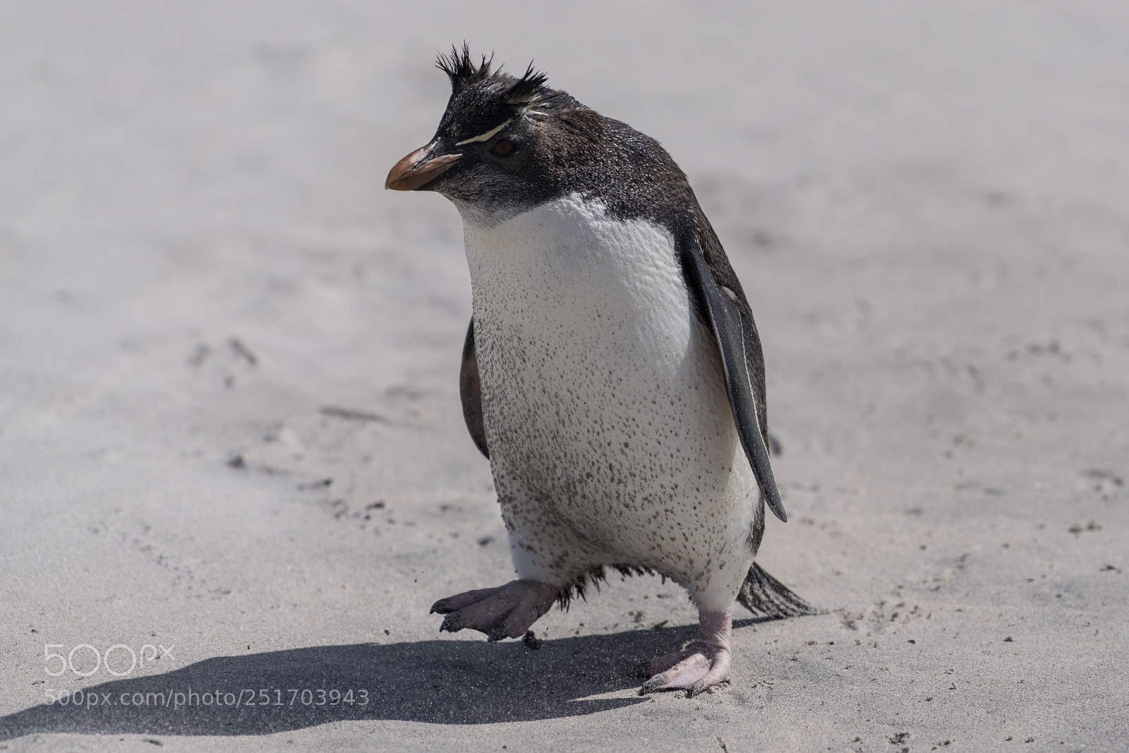 Sony a7R II sample photo. Bleaker island, falkland islands photography