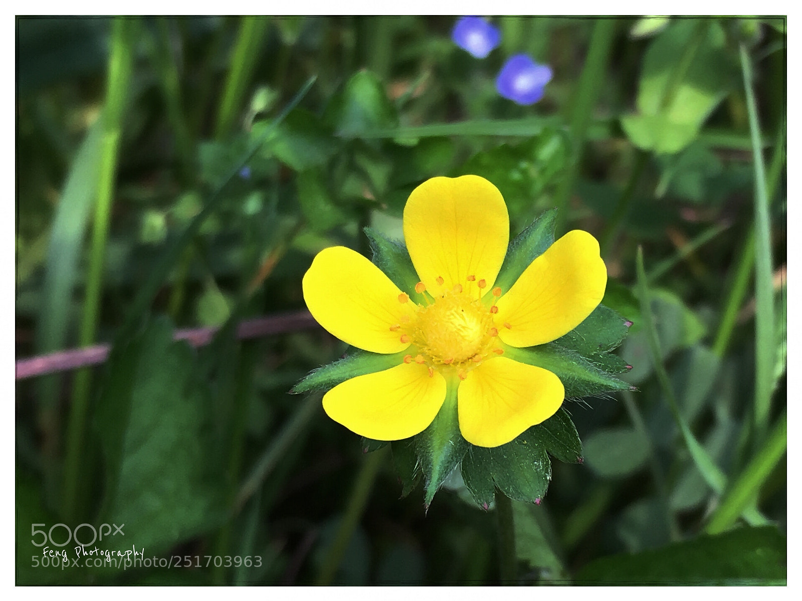 Apple iPhone SE sample photo. 路边野花 photography