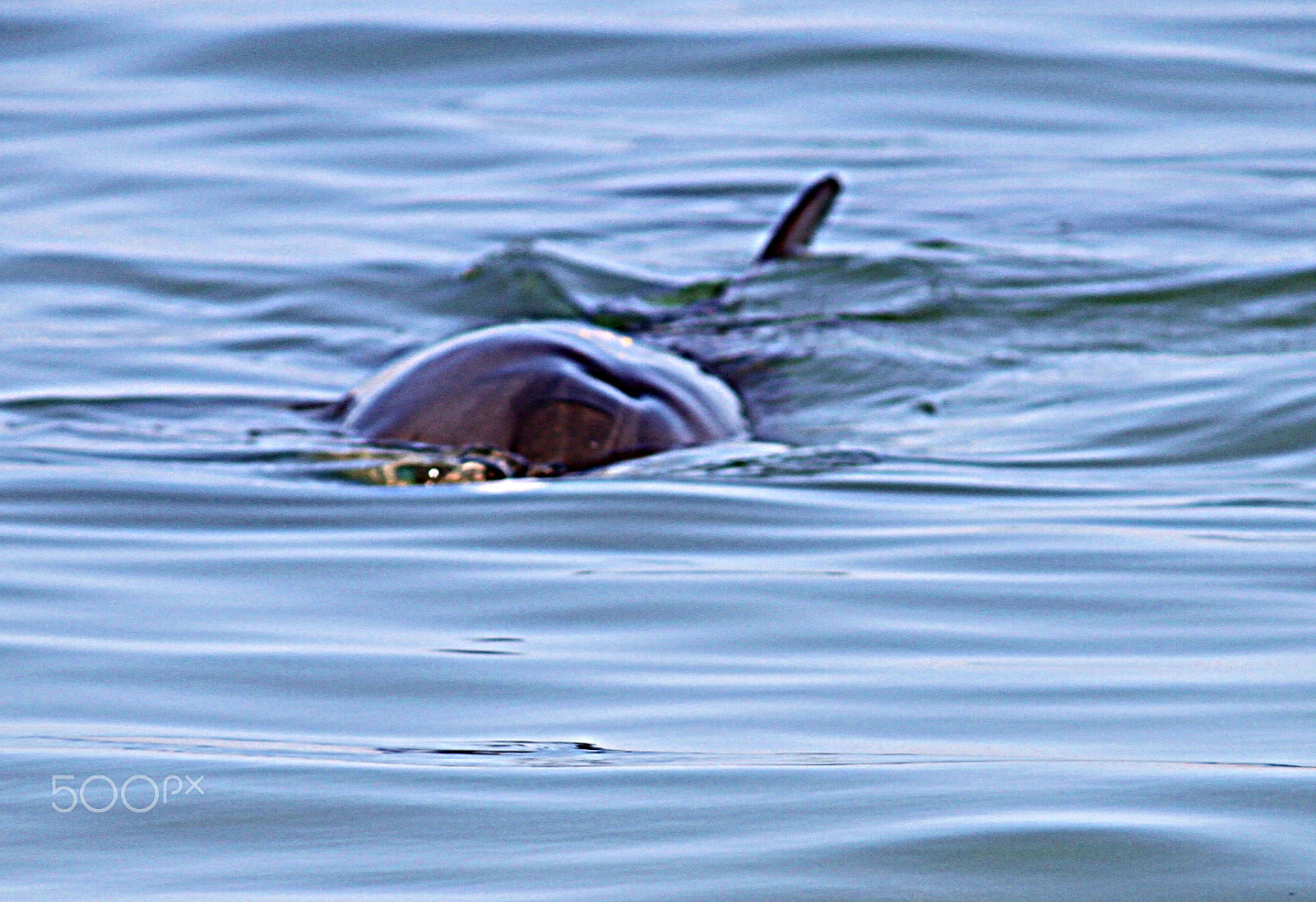 Canon EF-S 55-250mm F4-5.6 IS sample photo. Monkey mia dolphin photography