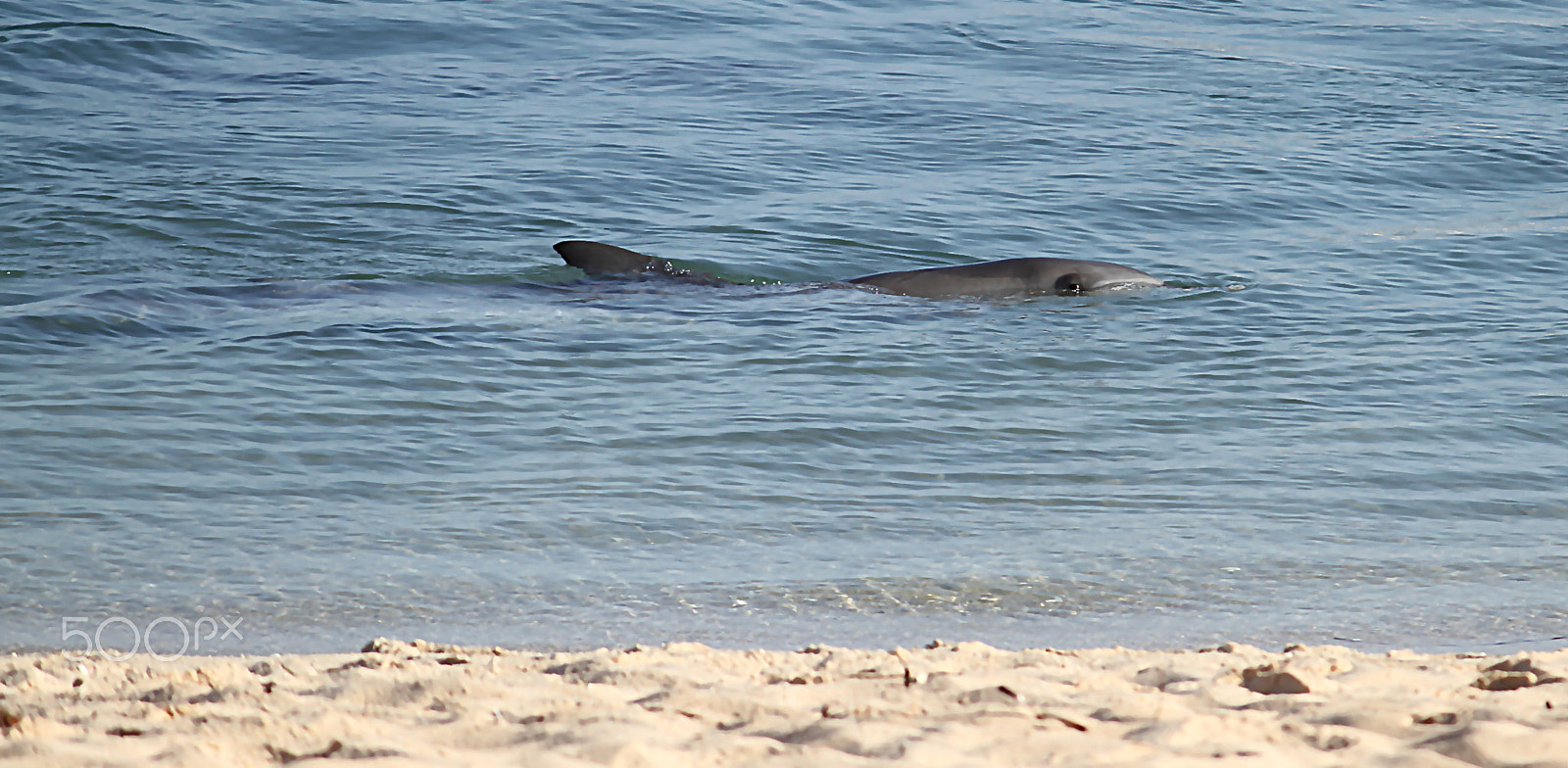 Canon EF-S 55-250mm F4-5.6 IS sample photo. Monkey mia dolphin photography