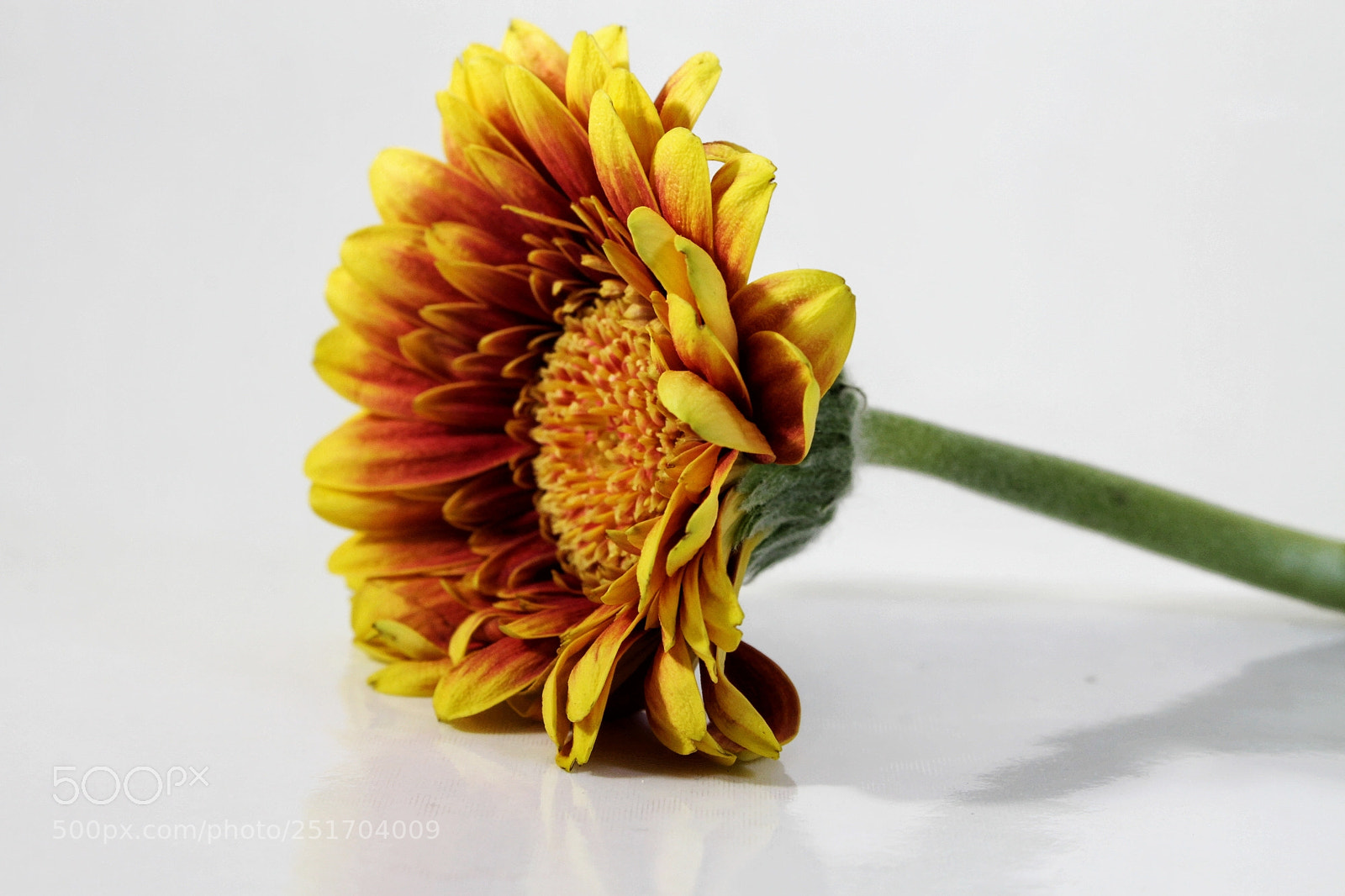 Canon EOS 7D sample photo. Untitled photography