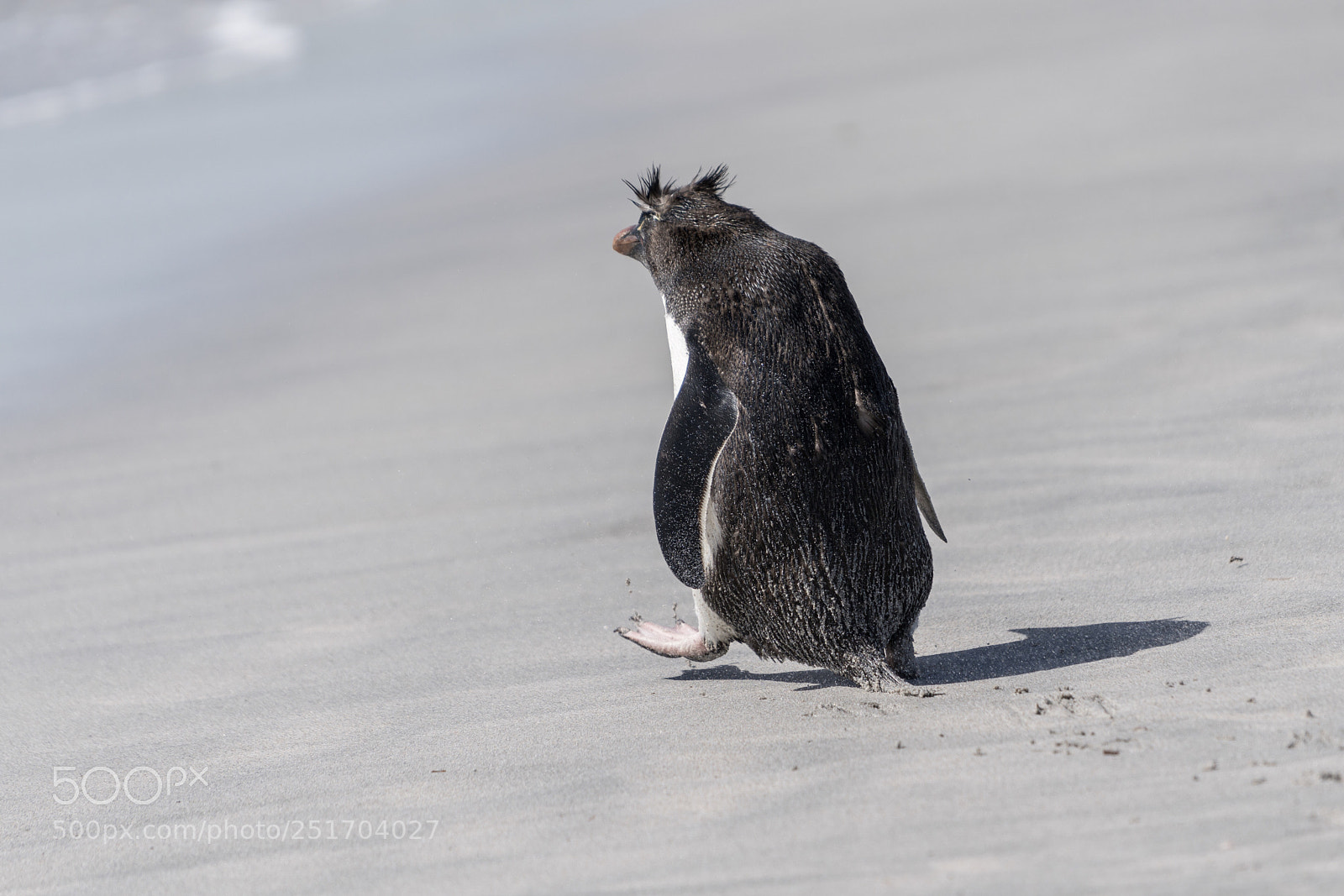 Sony a7R II sample photo. Bleaker island, falkland islands photography