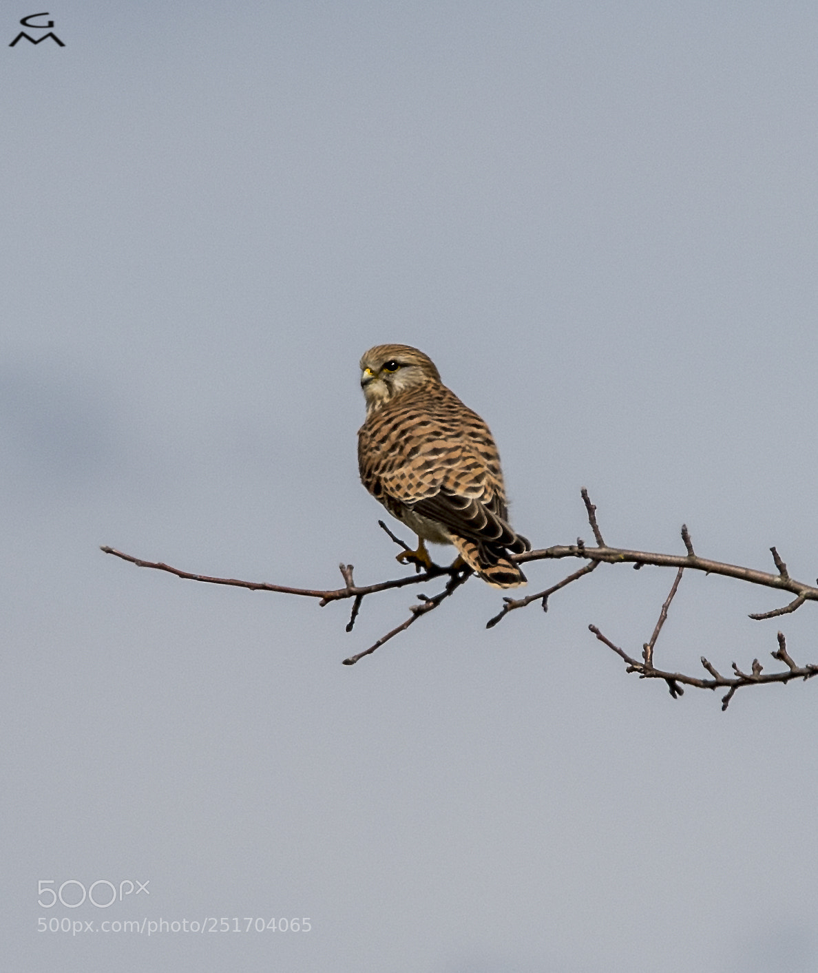 Nikon D5 sample photo. Kestrel - i can photography