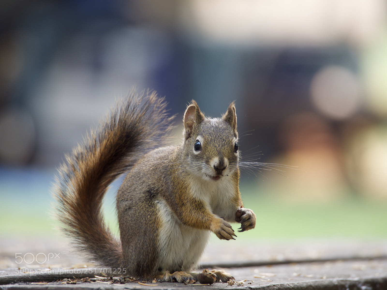 Olympus OM-D E-M5 II sample photo. Squirrel photography