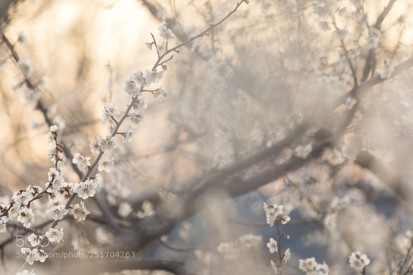 Canon EOS 5D Mark IV sample photo. Ume2 photography