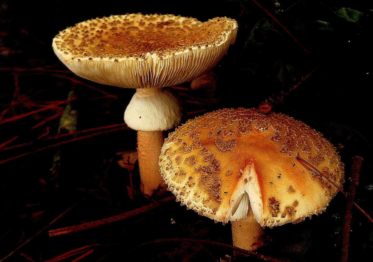 Fujifilm FinePix SL1000 sample photo. Mushroom photography