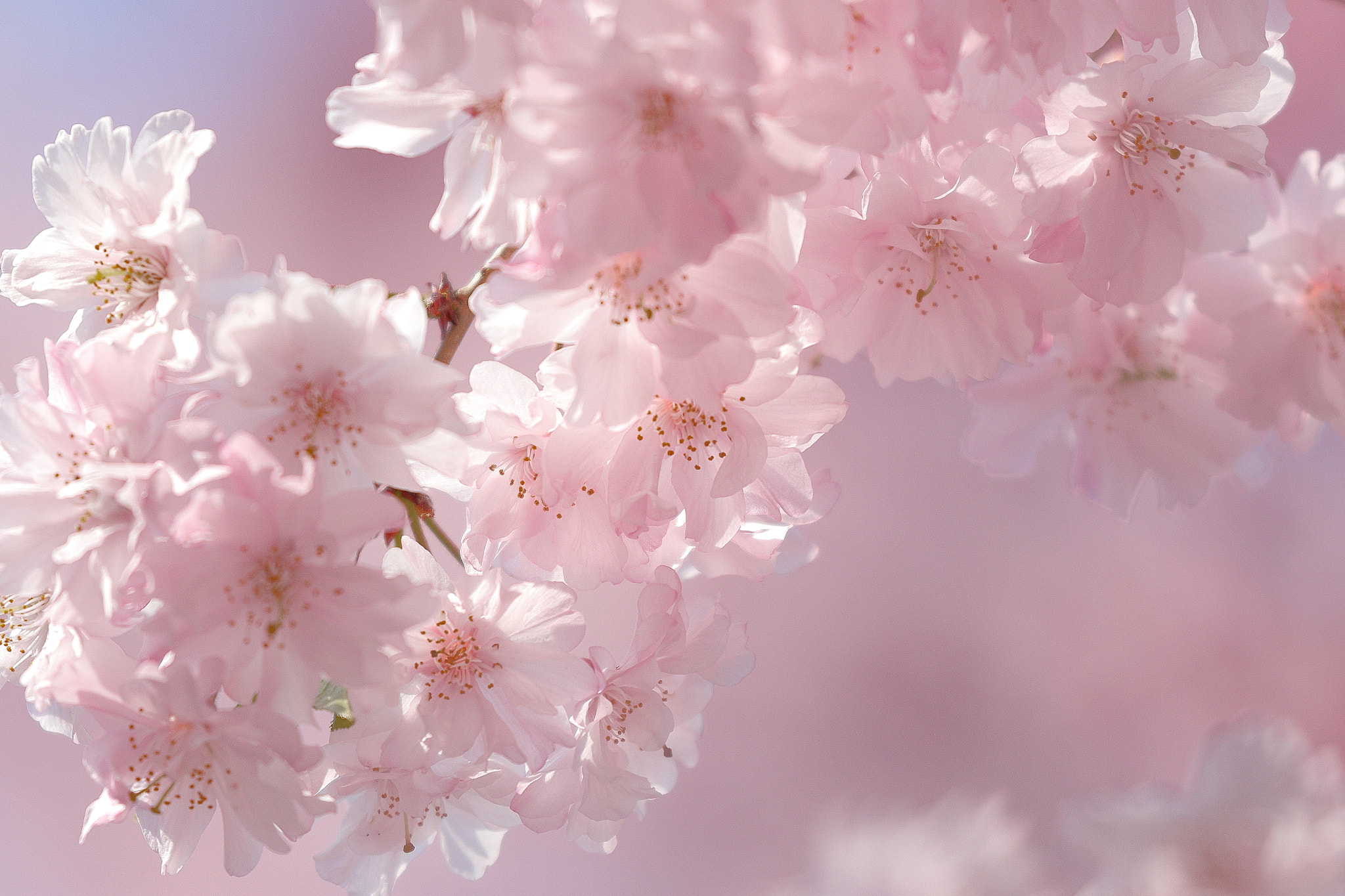 Canon EOS 7D Mark II + Canon EF 100-400mm F4.5-5.6L IS II USM sample photo. 八重の垂れ桜 7i2a3705 photography