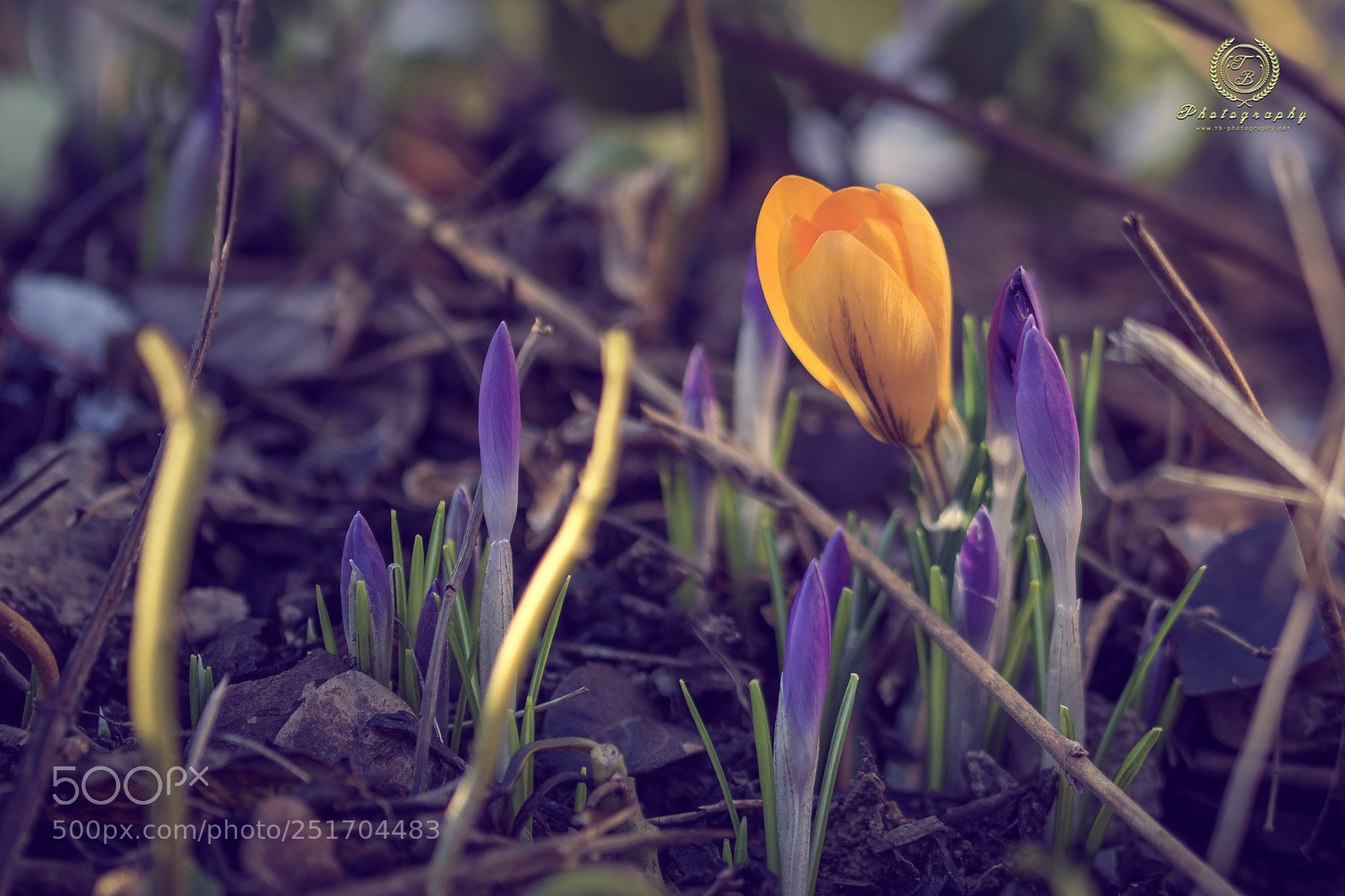 Nikon D7200 sample photo. Frühling photography