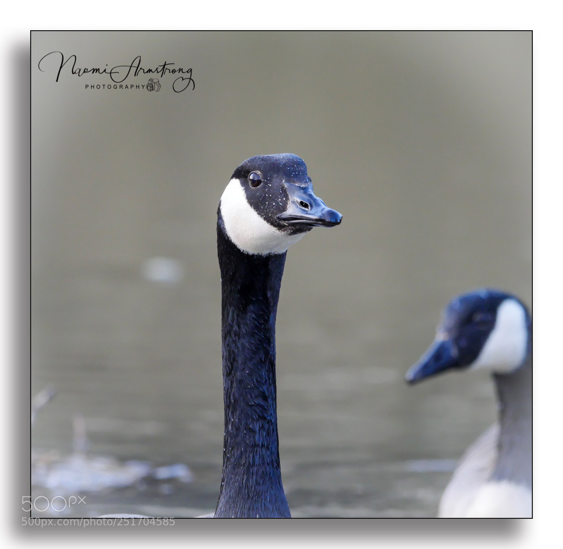 Panasonic Lumix DMC-GX8 sample photo. You looking at me? photography