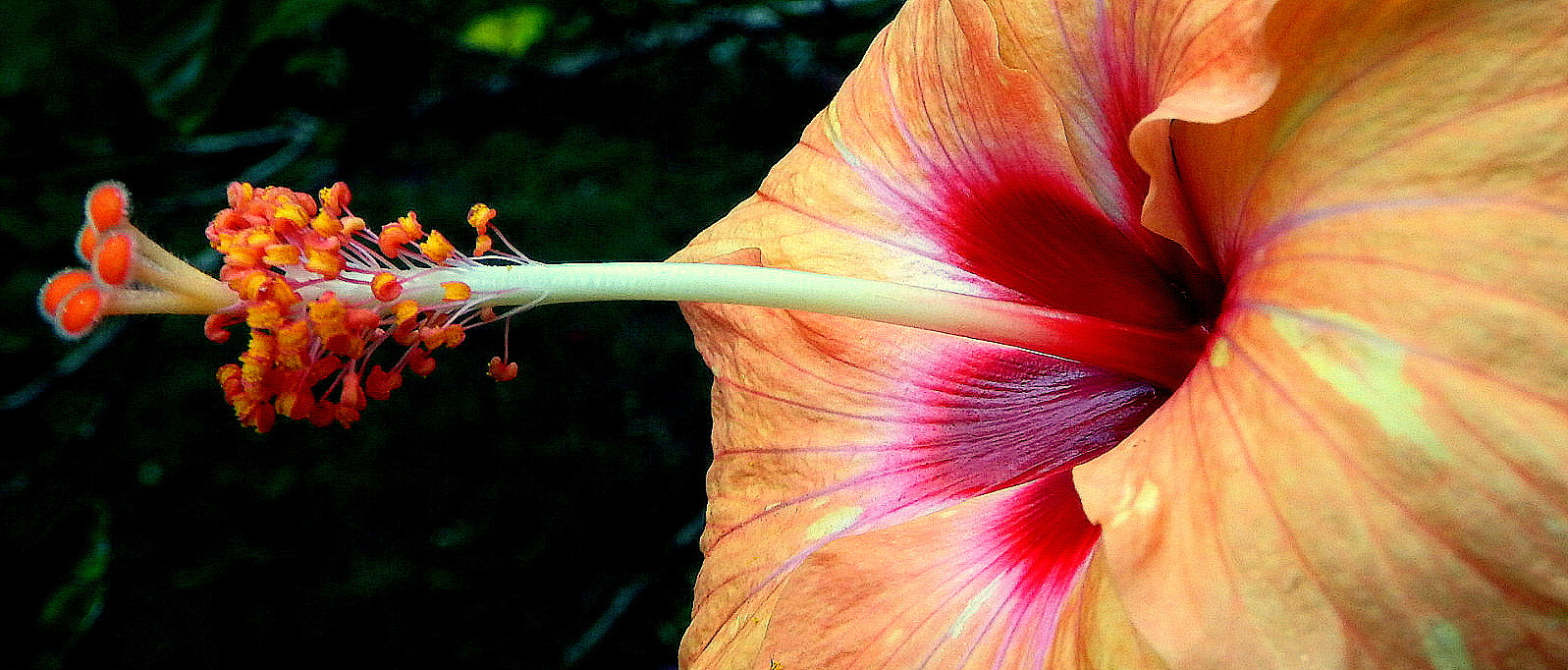 Fujifilm FinePix SL1000 sample photo. Hibisco flower .... photography
