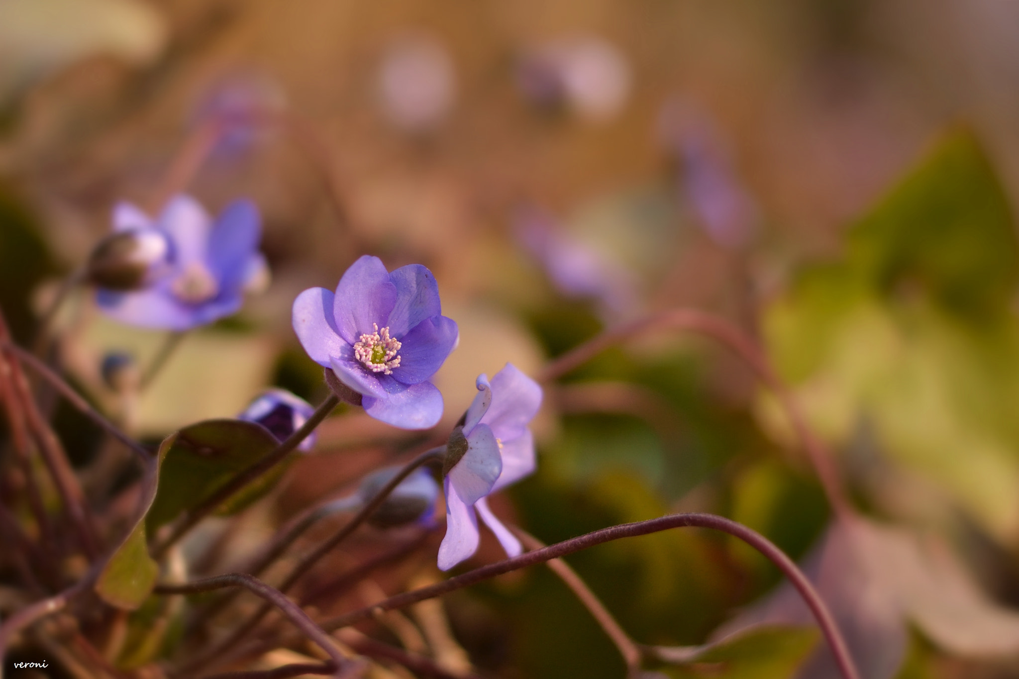 Nikon D3100 + Nikon AF-S Nikkor 50mm F1.8G sample photo. Blue spring photography