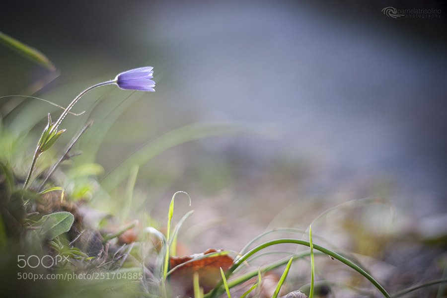 Nikon D300S sample photo. Anemone photography