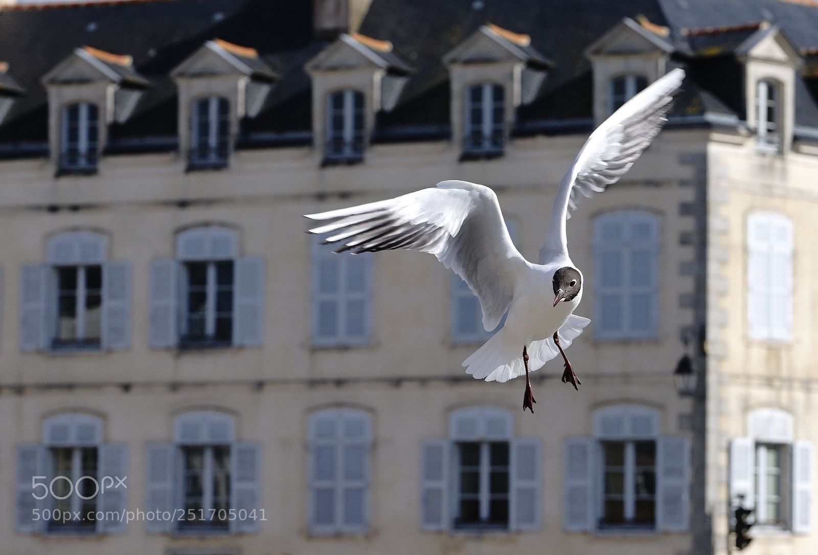Sony a7 sample photo. Mouette photography