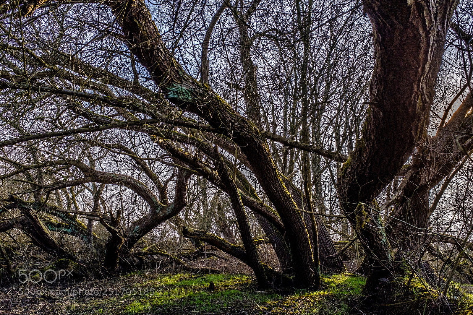 Fujifilm X100F sample photo. Elbauwald heuckenlock photography