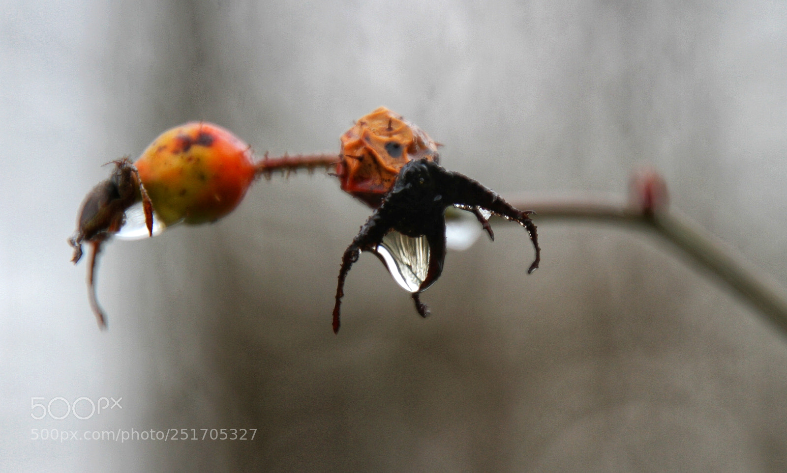 Canon EOS 7D sample photo. Untitled photography