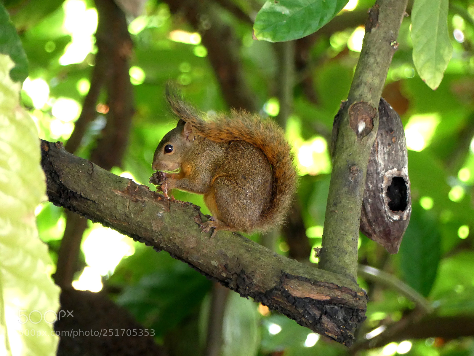 Panasonic Lumix DMC-FZ300 sample photo. Squirrel 1 photography