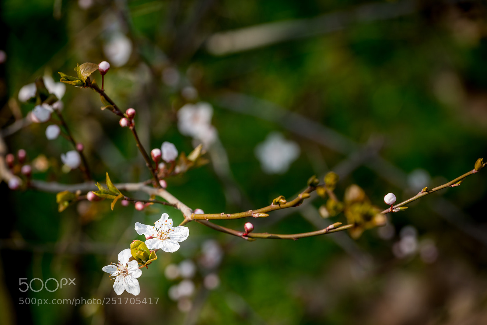 Nikon D610 sample photo. Spring is coming photography