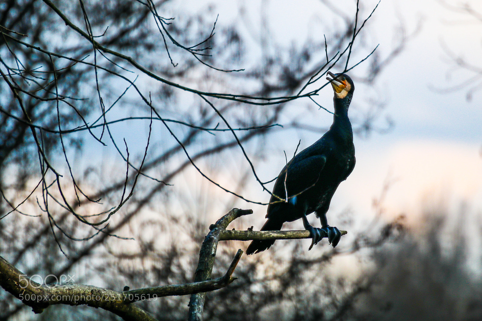 Canon EOS 80D sample photo. Le vogel photography