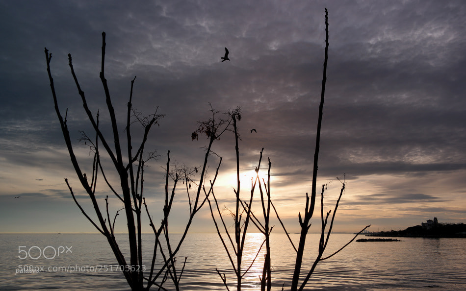 Samsung NX1 sample photo. ... photography