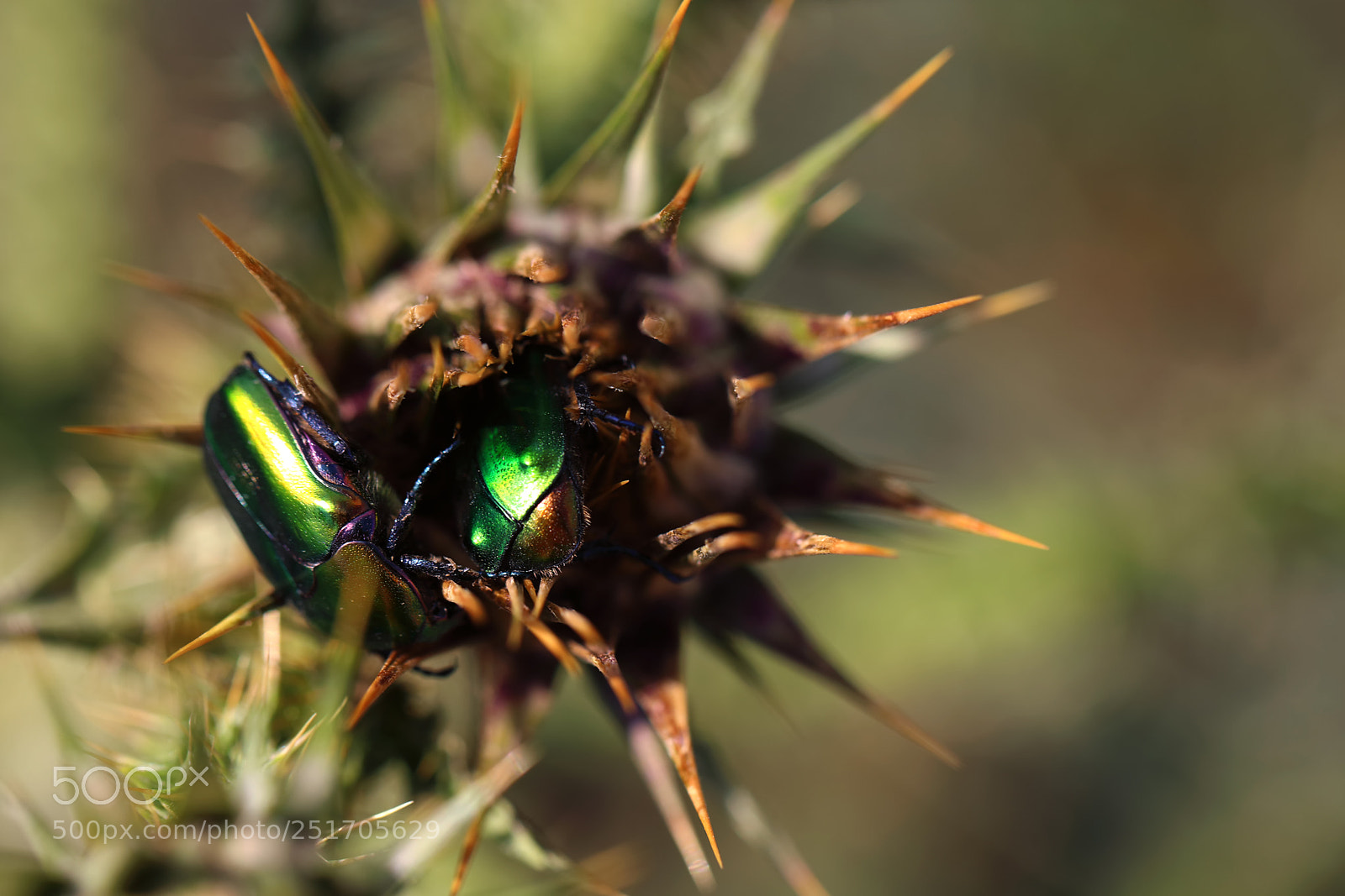 Canon EOS 5D Mark IV sample photo. Qva photography