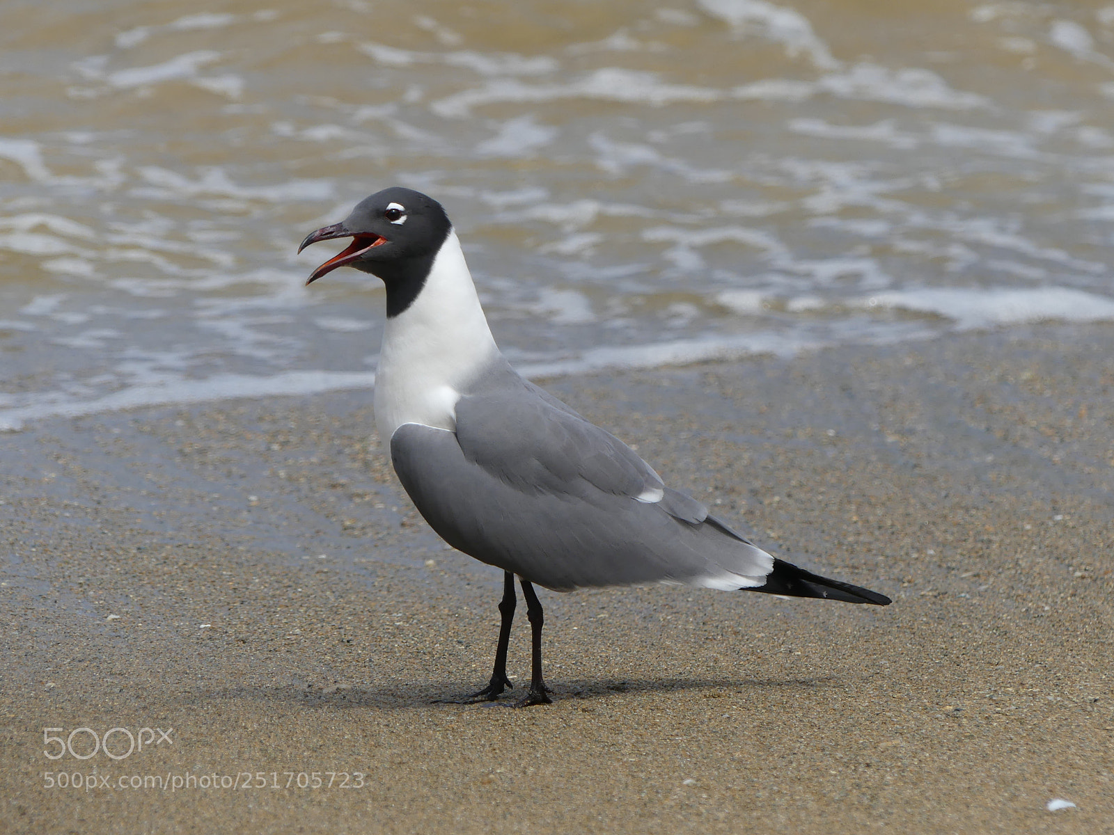Panasonic Lumix DMC-FZ300 sample photo. Sea bird photography