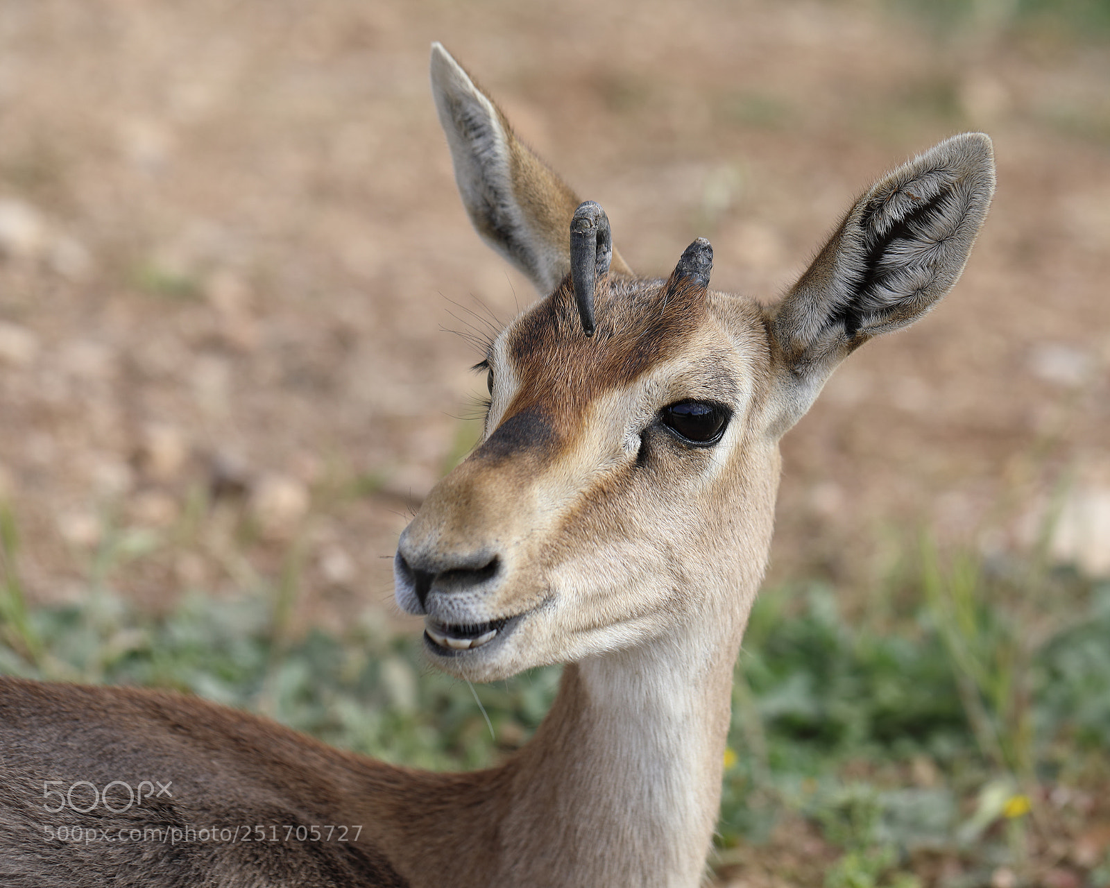 Canon EOS 5D Mark IV sample photo. Qva photography