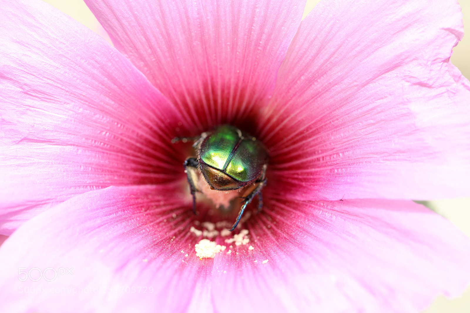 Canon EOS 5D Mark IV sample photo. Qva photography