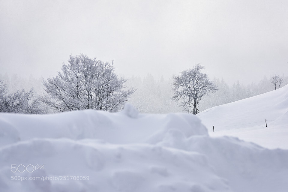 Nikon D810 sample photo. Snow photography