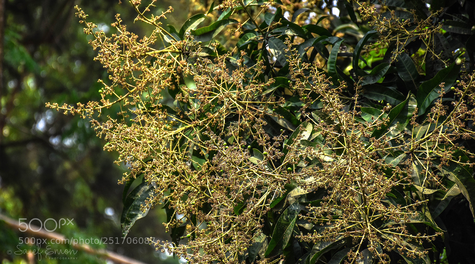 Nikon D7200 sample photo. Mango time photography