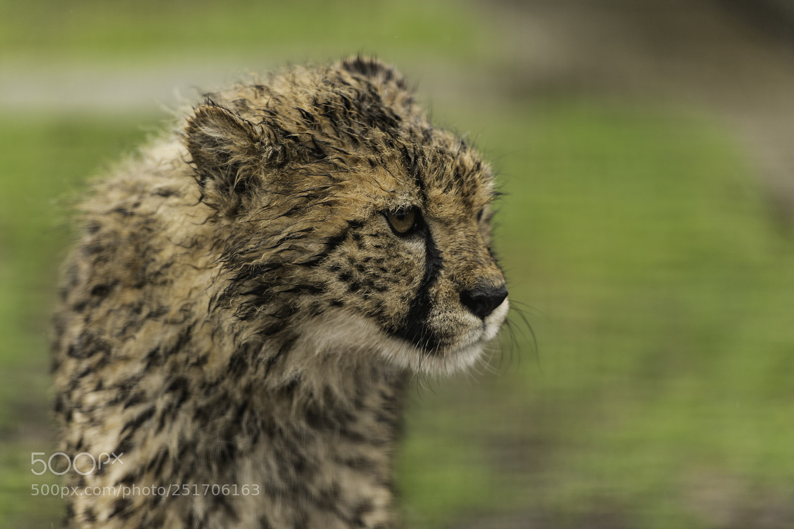Nikon D5 sample photo. Cheetah series photography